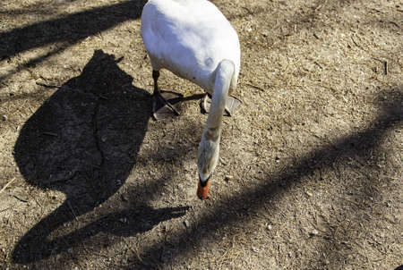 Wild bird detail in natureの写真素材