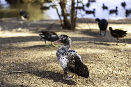 Wild bird detail in nature, animal careの写真素材