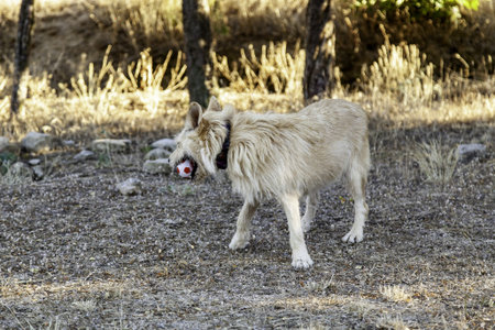 Detail of domestic animal playing in nature