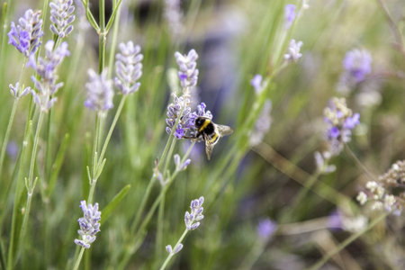 Detail of insect pollinating wild lavender flowersの写真素材