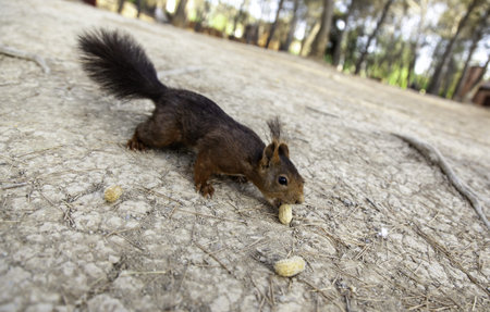 Feeding a wild animal in the forest, animal and nature care