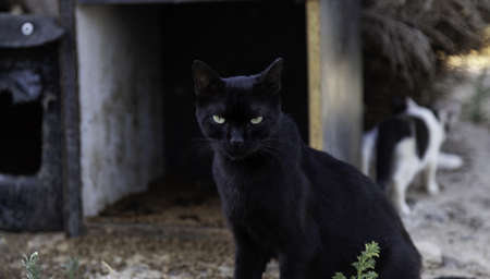 Abandoned street cats, stray animals, petsの写真素材