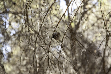 Pine fruit detail, nature and environmentの写真素材