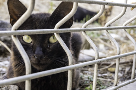Abandoned street cats, stray animals, pets