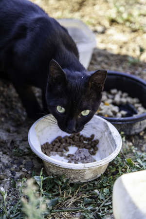 Black cat on the street, wild stray animals, petsの写真素材