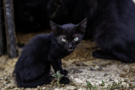 Black cat on the street, wild stray animals, pets