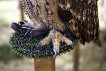 Detail of bird of prey claws, nailsの写真素材