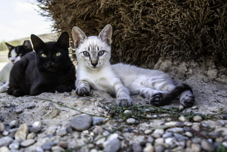 Abandoned street cats, stray animals, pets