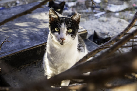 Abandoned street cats, stray animals, petsの写真素材