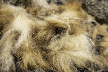 Detail of cut animal hair, wild animalの写真素材
