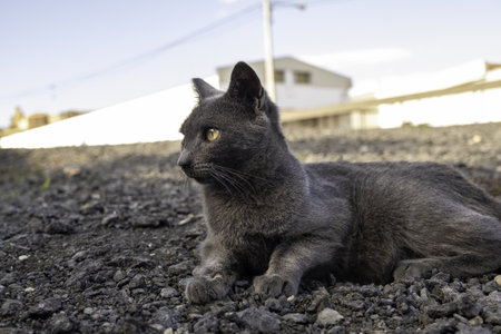 Detail of exotic cat hard to find, domestic pet with pedigreeの写真素材