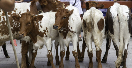 Detail of wild animals running through the streets of the cityの写真素材