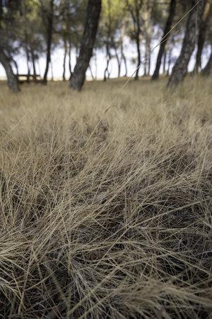 Detail of trees in nature, environment and lifeの写真素材