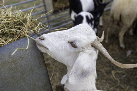 Detail of mammal in a farm, animal meat industry