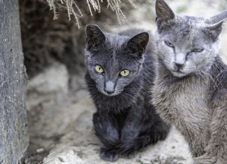 Detail of pets abandoned in the street, loneliness and adoption, animal protectionの写真素材