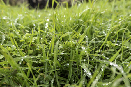 Detail of wet grass on a rainy winter day, nature and environmentの写真素材