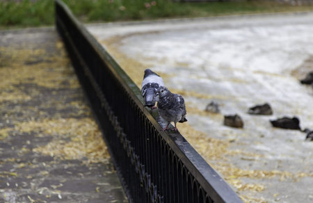 Detail of wild birds in the city, fauna