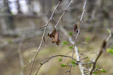 Detail of old dry tree branches in a forest in nature