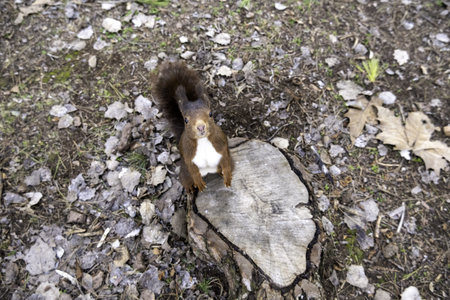 Detail of wild mammal animal eating in the forest in nature