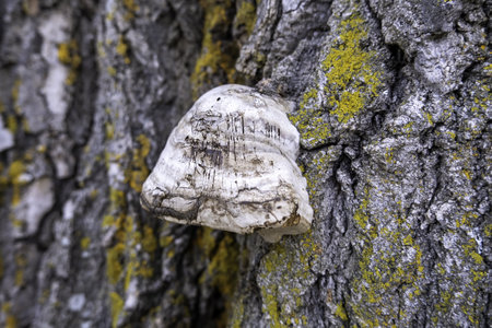 Detail of wild mushrooms on a tree in a forest in natureの写真素材