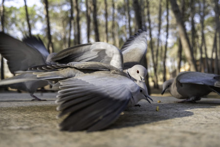 Detail of wild birds in nature, feeding and animal protectionの写真素材