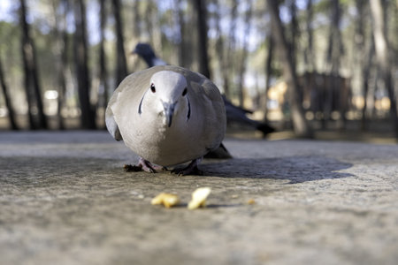 Detail of wild birds in nature, feeding and animal protectionの写真素材