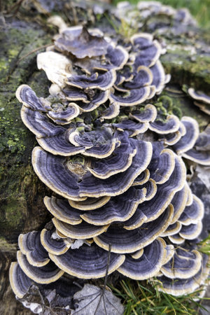Detail of mushrooms and fungi on an old and dead tree trunk in the forestの写真素材