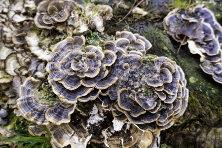 Detail of mushrooms and fungi on an old and dead tree trunk in the forestの写真素材