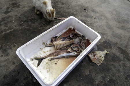 Detail of abandoned cat on the street, animal care and protection, pet adoptionの写真素材