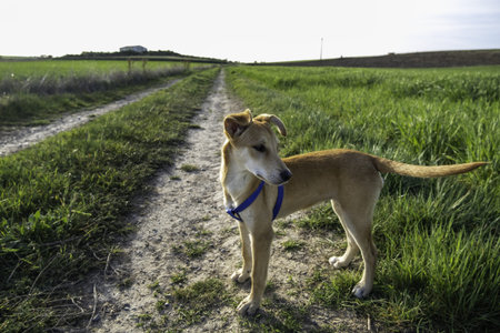 Detail of domestic dog enjoying nature, game and freedom, petの写真素材