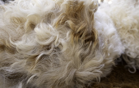 Animal skin detail, artisan tanningの写真素材