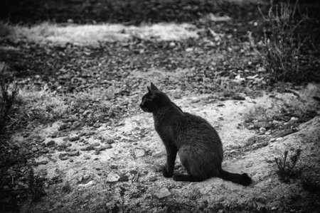 Detail of domestic animals abandoned in the street, animal abuseの写真素材