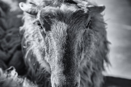 Detail of mammal animal in a meat production farmの写真素材