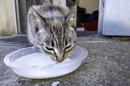Detail of abandoned cat eating, animal protection and care, volunteeringの写真素材