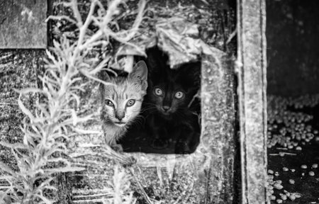 Small puppy cat, pet adoption and abandonment, animals