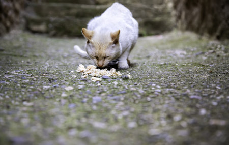Detail of domestic animals abandoned on the street, animal abuseの写真素材