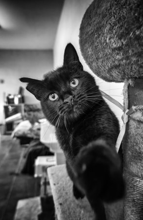 Detail of homeless stray cat, abandonment and adoptionの写真素材