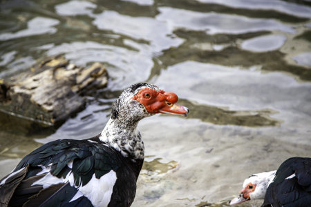 Detail of wild bird in a pond in nature
