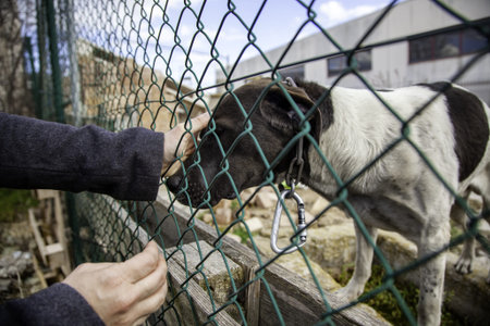 Detail of abandoned and homeless dog, animal abuse