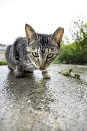 Detail of domestic animals abandoned on the street