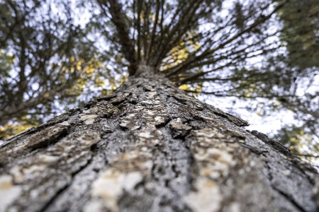 Detail of old tree in a forest in nature, freedomの写真素材