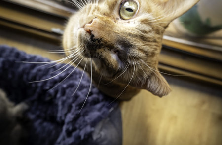 Detail of domestic cat looking out the window