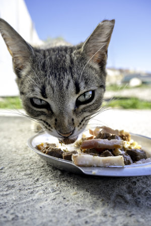 Detail of domestic animals abandoned on the street, animal abuseの写真素材