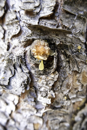 Detail of resin extraction in a pine tree in natureの写真素材