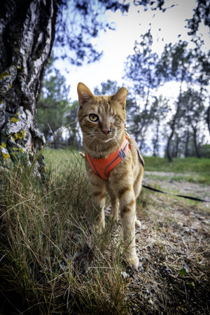Detail of domestic cat walking down the street, pet