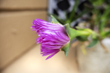 Detail of wild flowers in nature, floraの写真素材