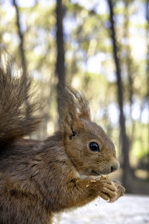 Detail of wild mammal animal eating in natureの写真素材
