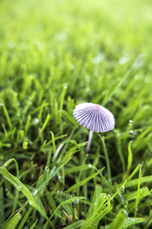 Detail of toadstool in nature, fungus