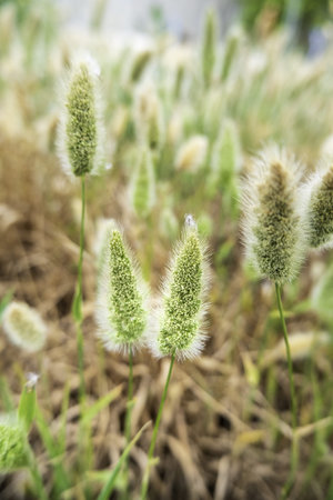 Detail of cereal in a field, harvest and agriculture