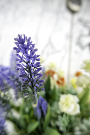 Detail of wild flowers in nature, flora